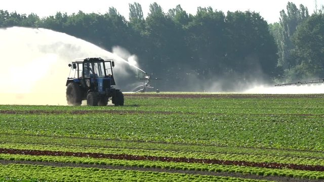 Tractor works on field of lettuce plantation outdoor, spray field, machinery for watering, irrigation. Pollution, chemicals, pesticides, insecticides