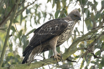 Mountain Hawk Eagle or Hodgson's hawk-eagle, is a large bird of prey native to Asia. The latter...