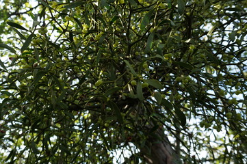 Mistletoe