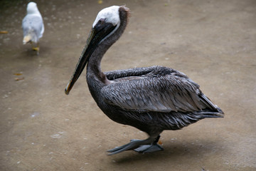 pelican