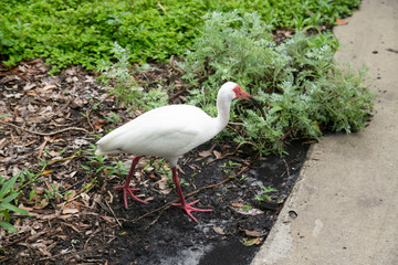 white ibis