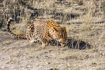 African spotted leopard after feeding