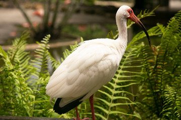 white ibis