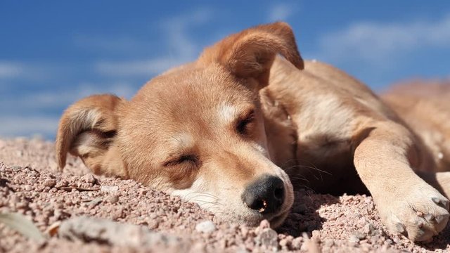 Dog lies under scorching sun in the desert