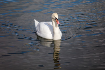 Obraz premium Swan Swimming on a Winter Lake