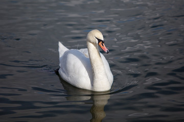 Fototapeta premium Swan Swimming on a Winter Lake