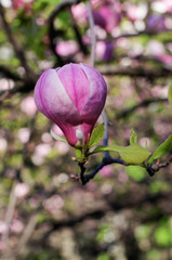 Fototapeta premium Beautiful purple magnolia flower close-up. On a blurred background