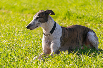 dog resting in a field of fresh grass