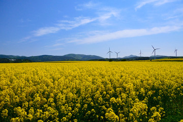 横浜町の菜の花畑。横浜、青森、日本。５月中旬。