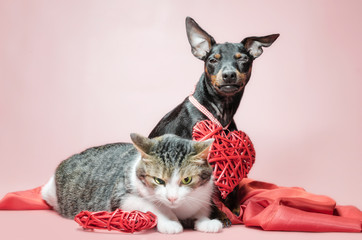 cunning miniature pinscher puppy and gray cat with valentines day decor close up
