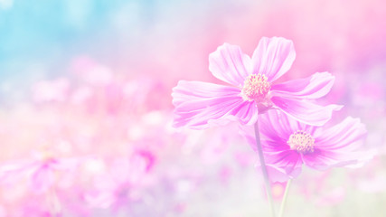Blurred images of pink cosmos flowers