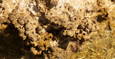 Balanus (Balanomorpha) is a genus of barnacles in the family Balanidae of the subphylum Crustacea.