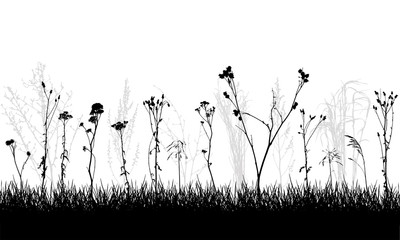 Silhouette wild plants and weeds, meadow. Vector illustration.