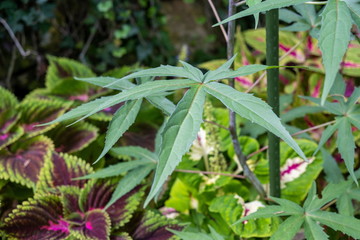 hibiscus militaris coccineus leaves