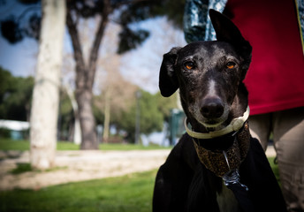 Perro Galgo Español Negro en parque