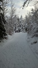 Camino rodeado de arboles nevados