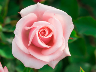バラ rose 15