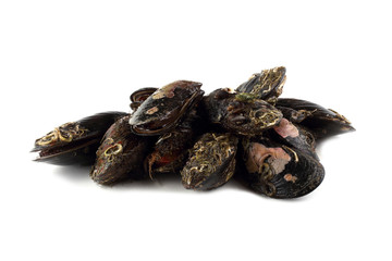 Mussels