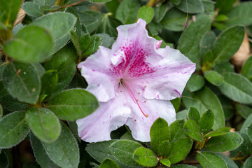 azalea encore sunset big pink flower