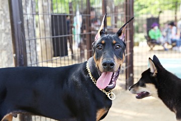 강아지들의놀이터입니다