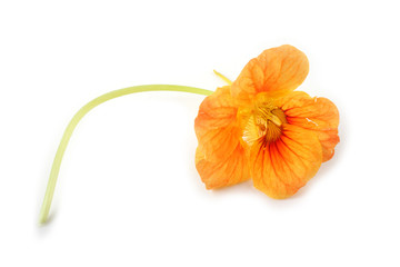 Nasturtium isolated on white