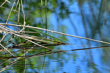 Bad Wurzacher Ried