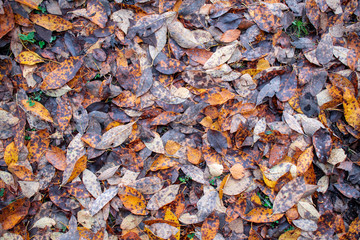 Fallen rotten willow leaves in autumn