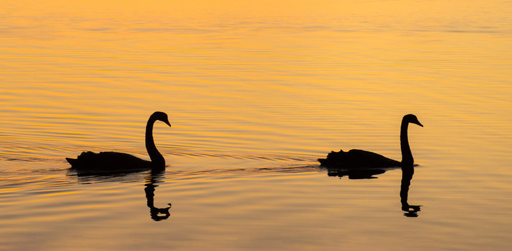 Swans in silhouette pass by at Lake Samsonvale with oronge yellow light reflections from the sunset in Brisbane Australia