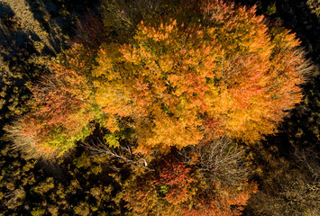 aerial landscape in autumn