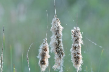 Binsen mit grün-grauem Hintergrund - Bad Wurzacher Ried