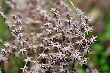 Verblühte Fetthenne