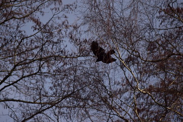 Fliegender Rabe im Wurzacher Ried, zwischen den Bäumen, unter blauem Himmel.