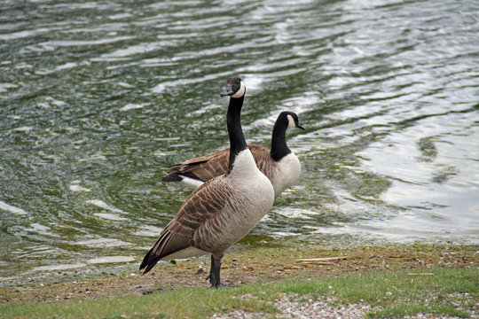 Kanada-Gans