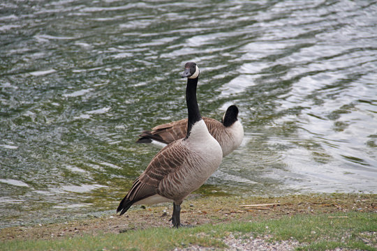 Kanada-Gans