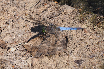 Blaue Libelle - grosser Blaupfeil