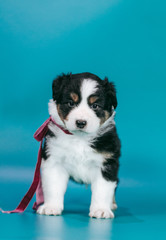 Australian shepherd puppy posing in the studio. Beautiful young aussie baby in blue background.	