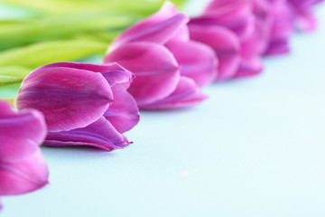 purple tulips in row on blue background