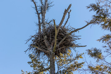  The bald eagle's nest in a state park in Wisconsin