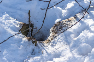 Fox hole in snowy rocks. Natural scene from Wisconsin.