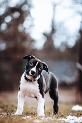 American staffordshire terrier puppy posing outside.