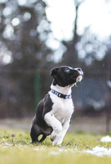 American staffordshire terrier puppy posing outside.