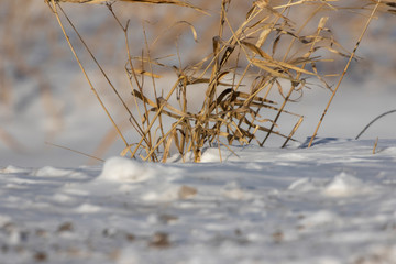 Snow covered grass in winter time