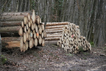 Pine tree trunks pile in the forest
