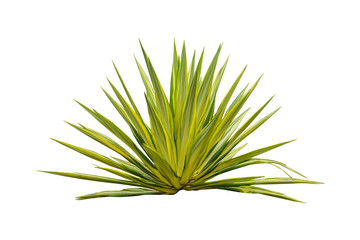 green Agave angustifolia (Marginata) isolated on white background with clipping path.