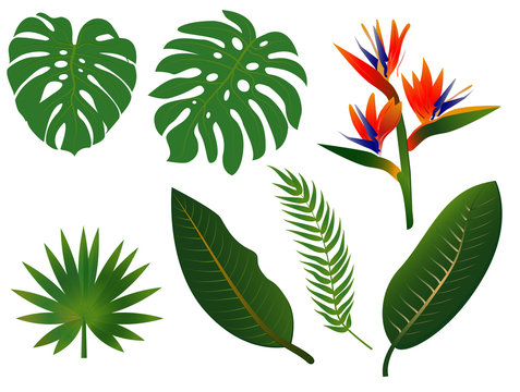 lleaf-tropical set-african flowes