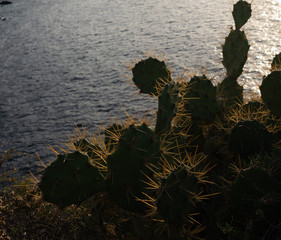 Tenerife cactus