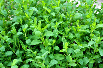 In the spring the grass is green doorweed (Polygonum aviculare)