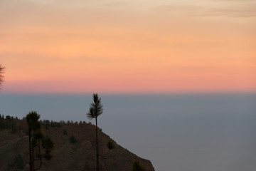 Obraz na płótnie Canvas lonely pine