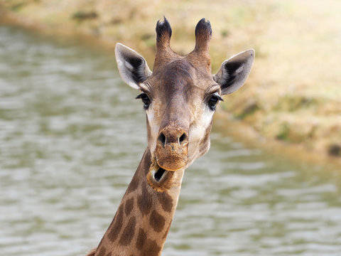 Funny surprised giraffe face