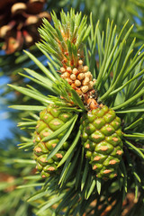 Pinus sylvestris. Pine needles and cones on a spring day in Siberia